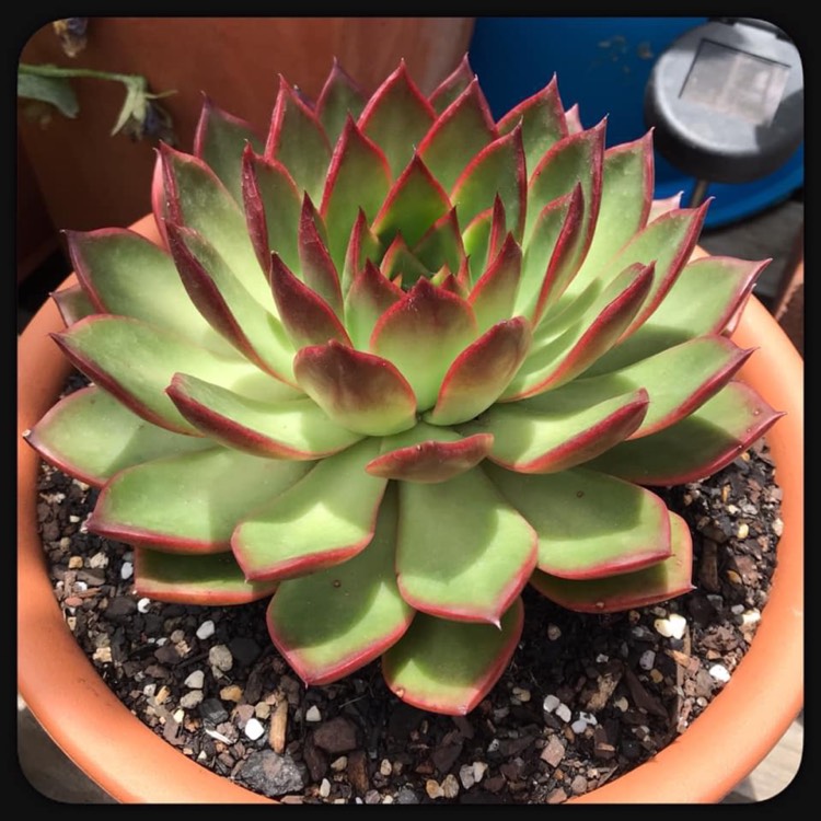 plant image 1106618 plant image 1106618