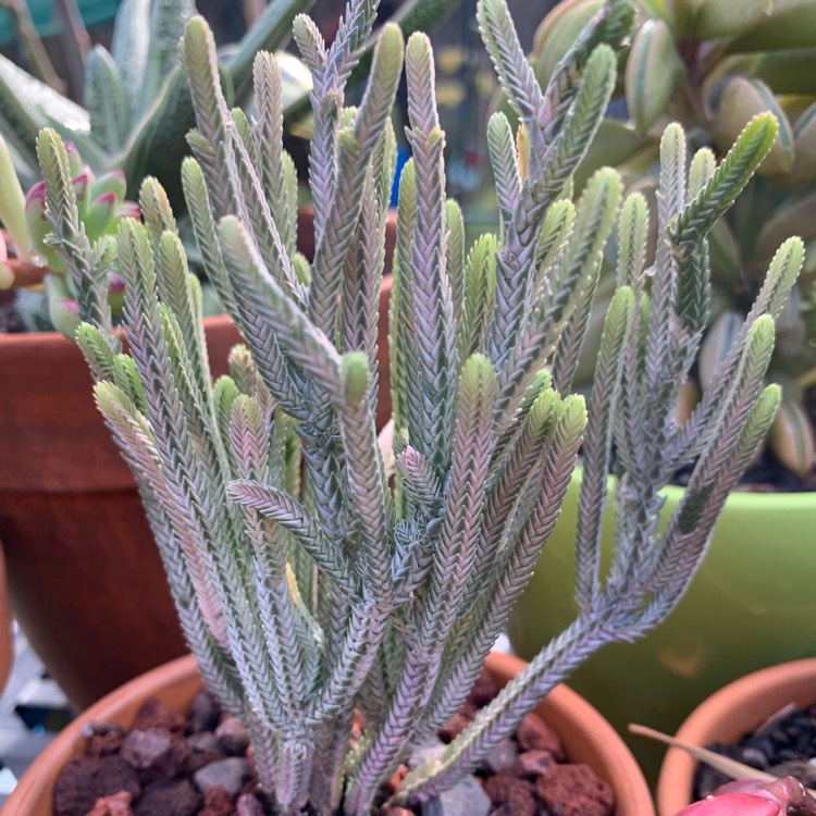 plant image 1115408