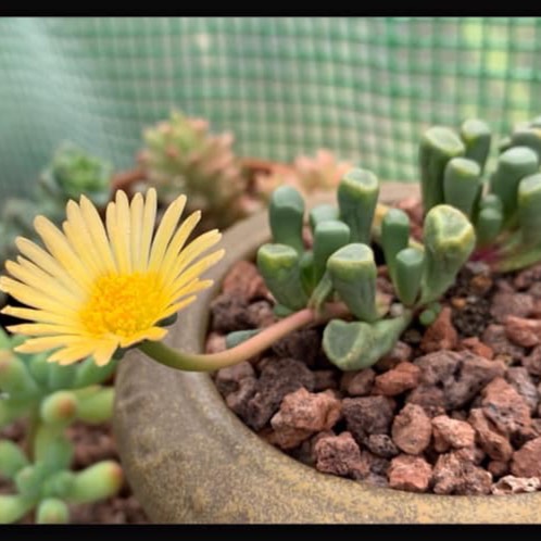 plant image 1115843