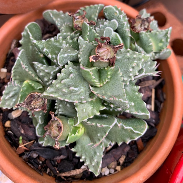 Plant image Faucaria tuberculosa