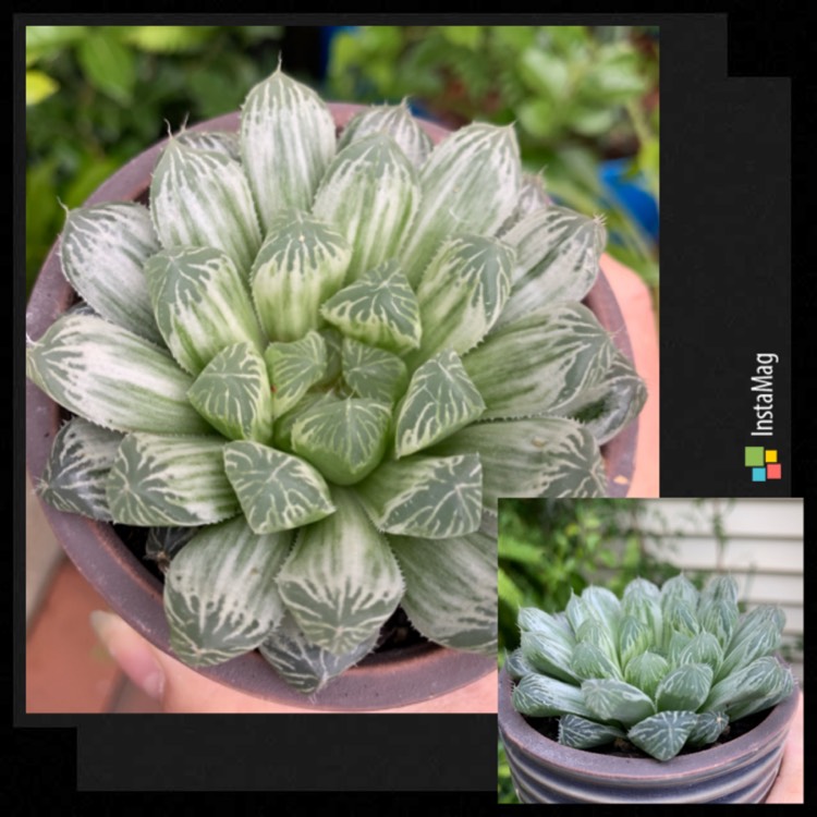 Plant image Haworthia Cooperi Variegata