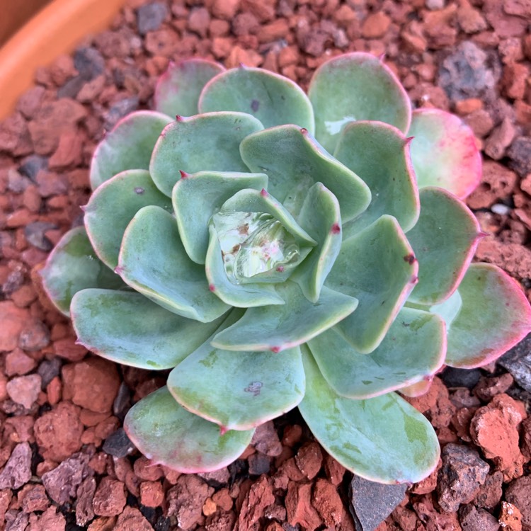 plant image 1121062