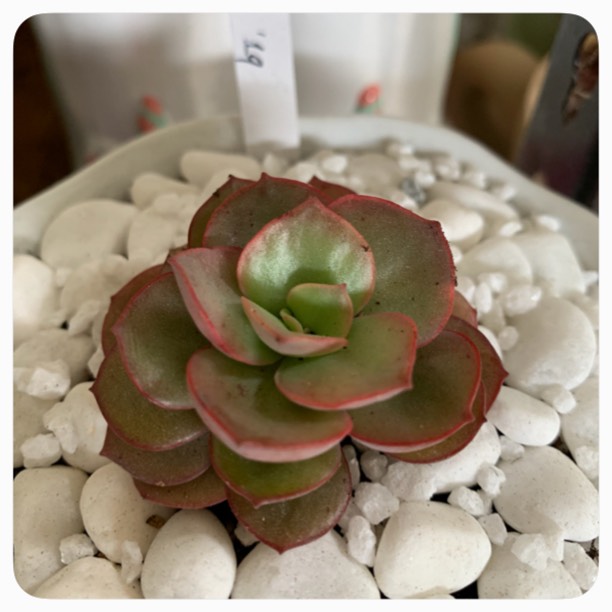 plant image 1122054