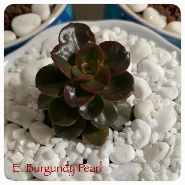 plant image 1122055