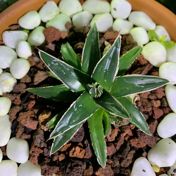 Plant image Agave victoriae-reginae 'Golden Princess'