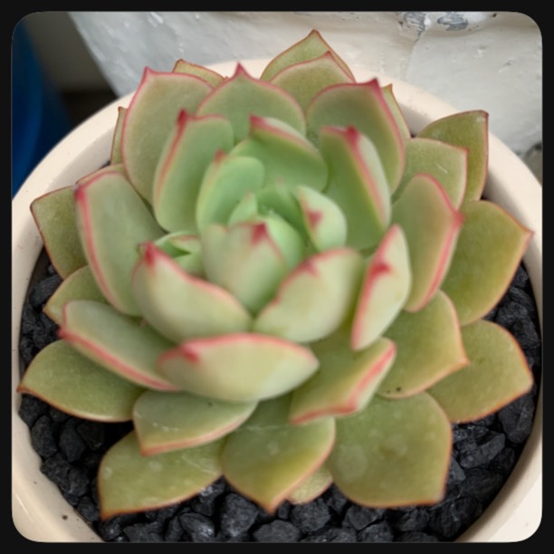 plant image 1127452 plant image 1127452