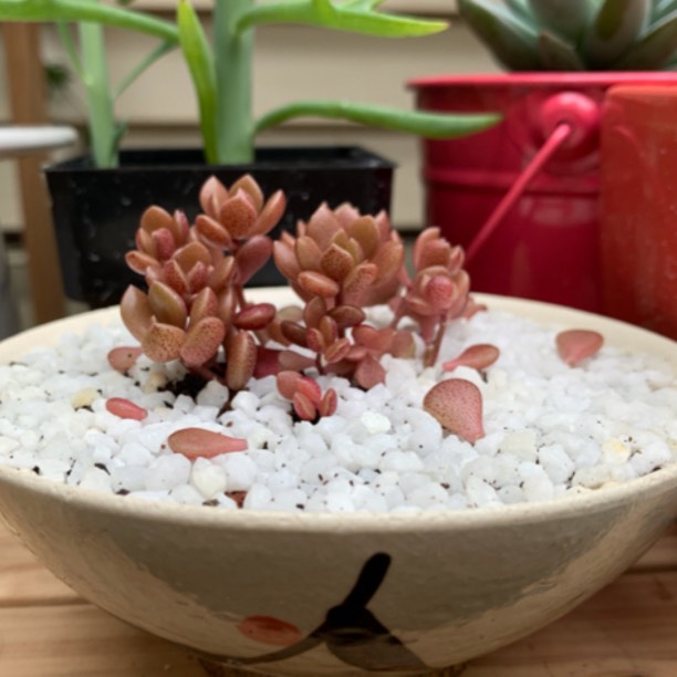 plant image 1128574