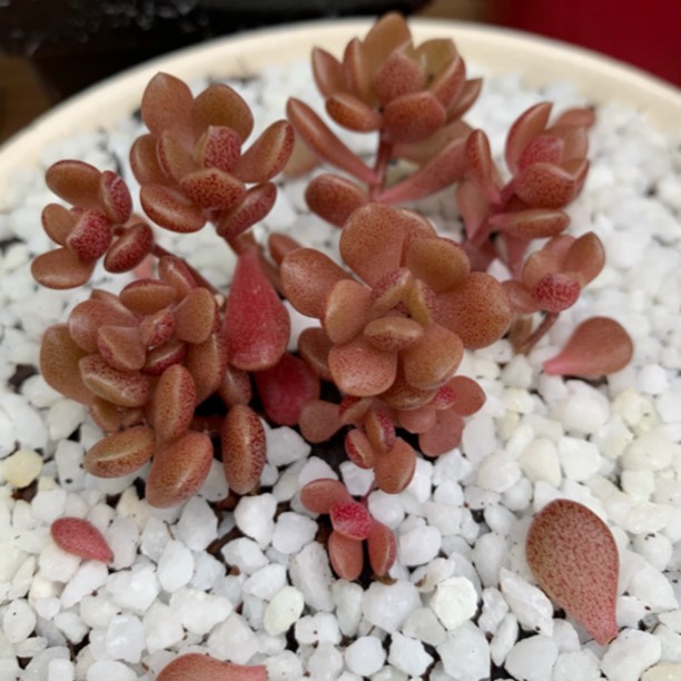 plant image 1128575