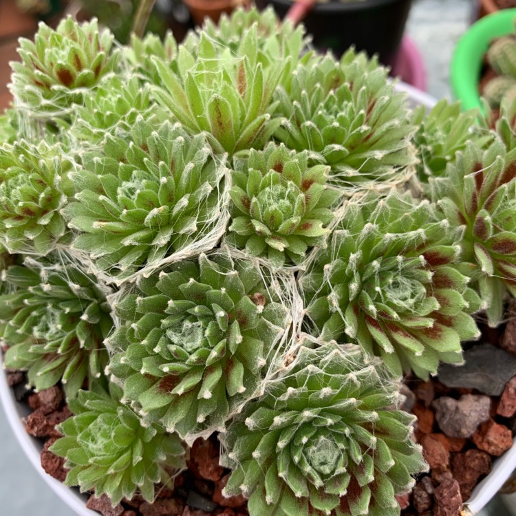 plant image 1128800