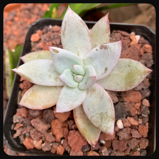 plant image 1131717