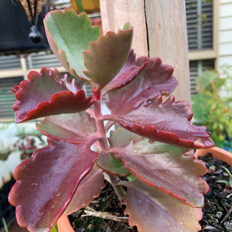 Plant image Kalanchoe brachyloba