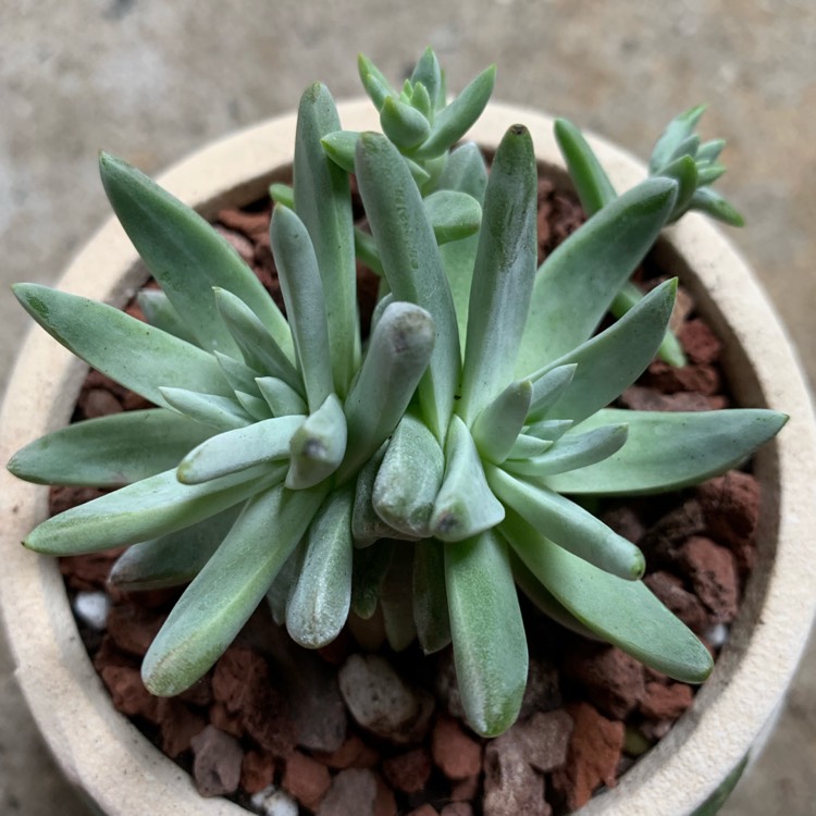 plant image 1136328 plant image 1136328