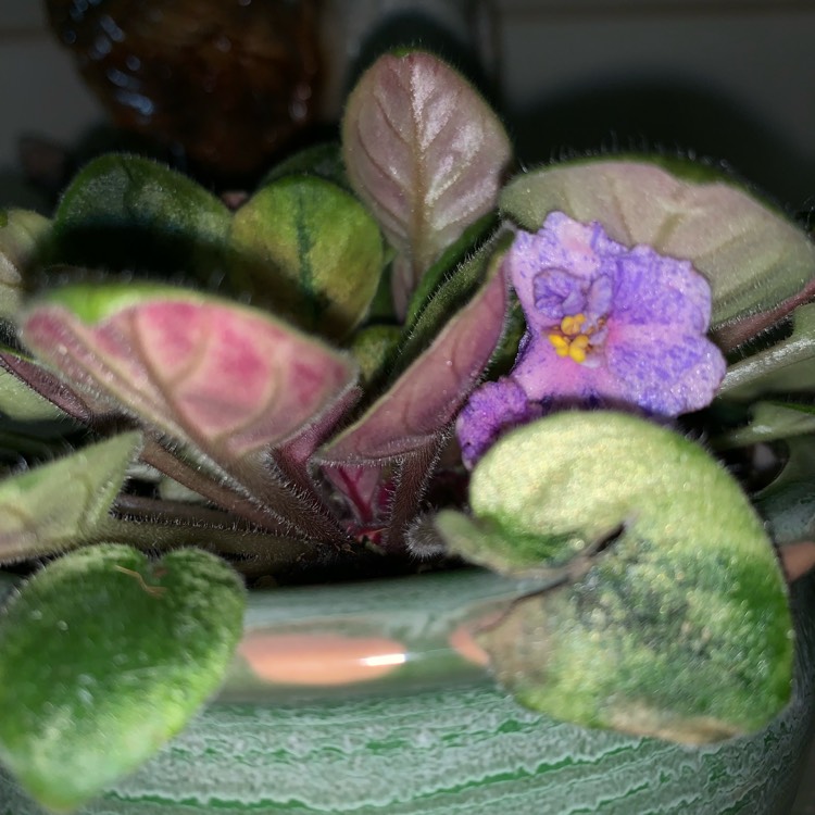 Plant image Streptocarpus sect. Saintpaulia 'Imp's Jellyfish Sting' syn. Saintpaulia 'Imp's Jellyfish Sting'