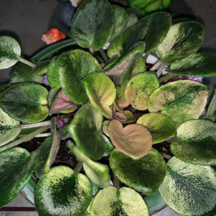 Plant image Streptocarpus sect. Saintpaulia 'Imp's Jellyfish Sting' syn. Saintpaulia 'Imp's Jellyfish Sting'