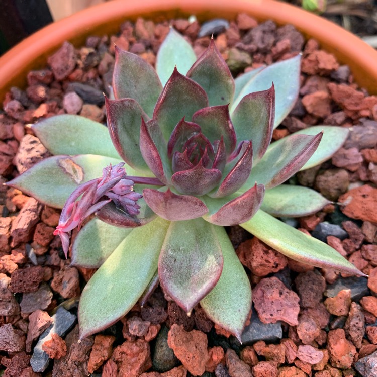 plant image 1137649