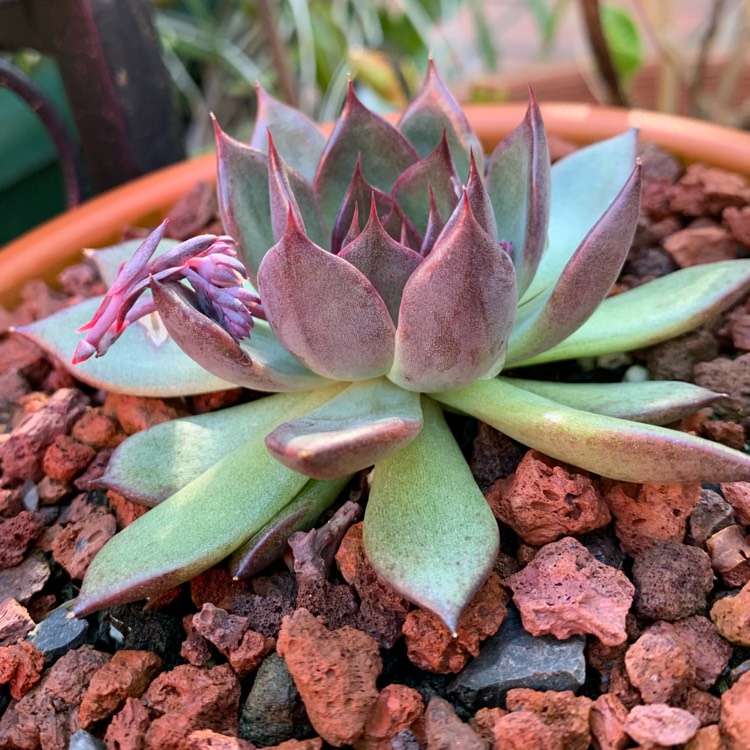 plant image 1137651