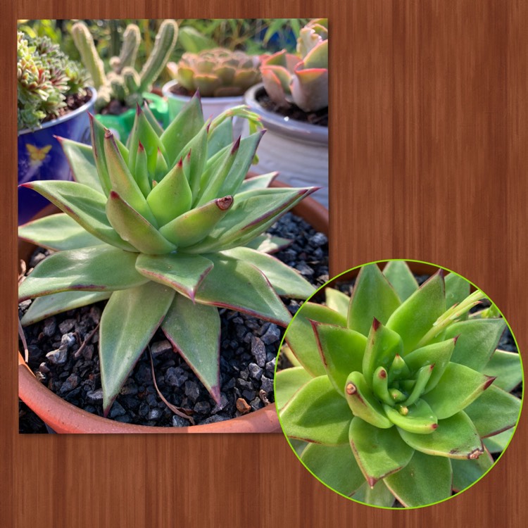 plant image 1137667 plant image 1137667