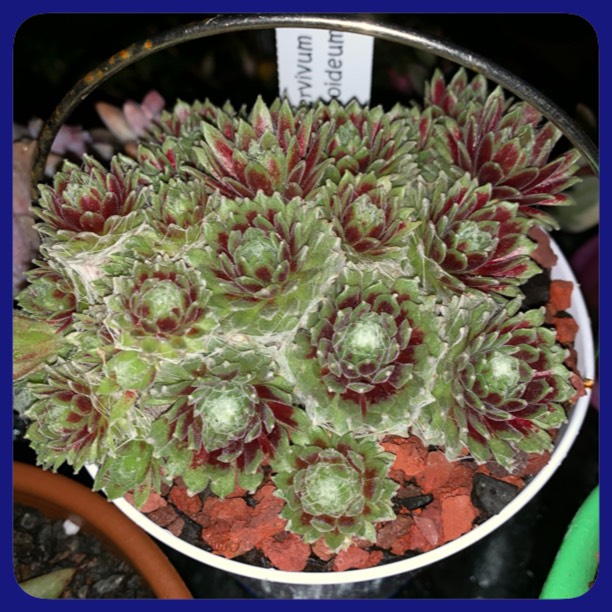 plant image 1140444