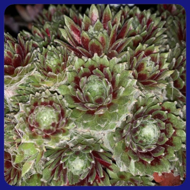 plant image 1140446