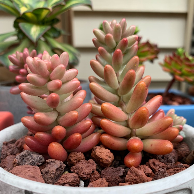 plant image 1142041