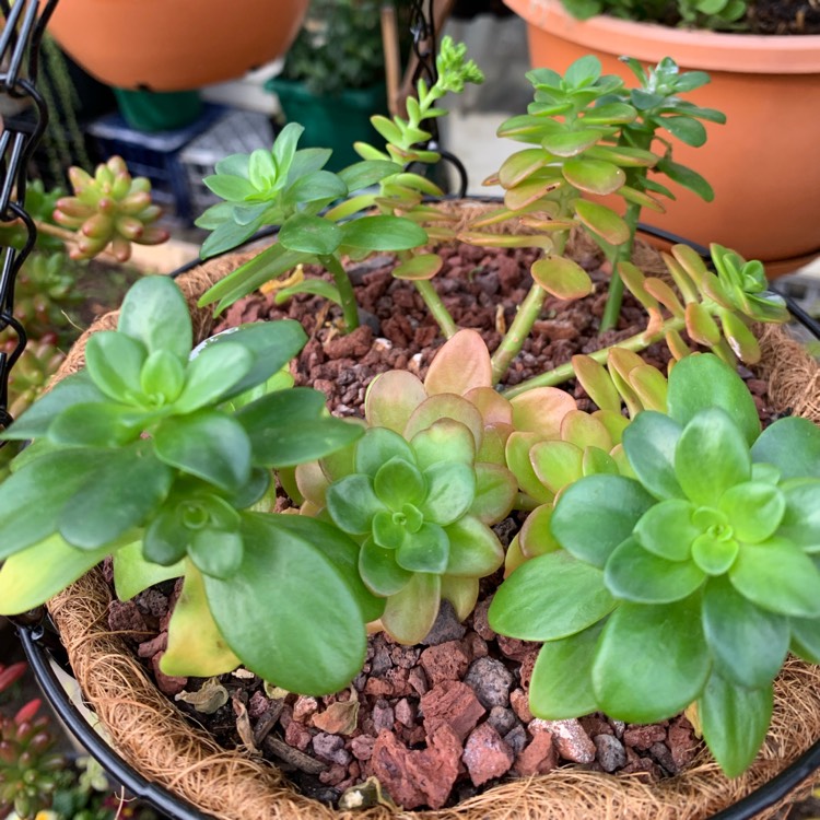 plant image 1143645
