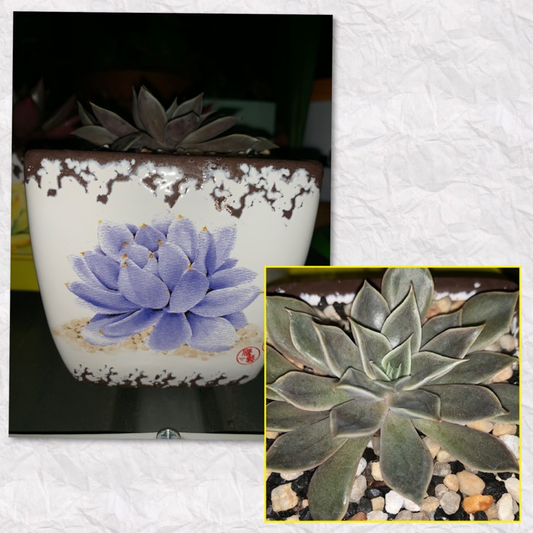 plant image 1144494