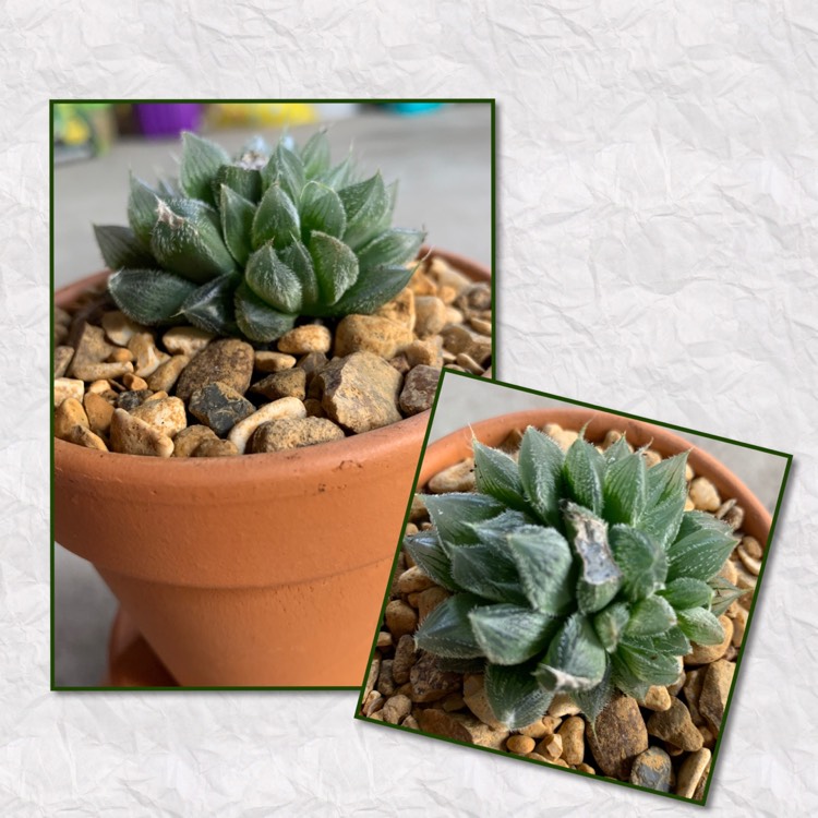 plant image 1144557