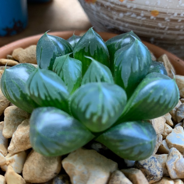 plant image 1144574