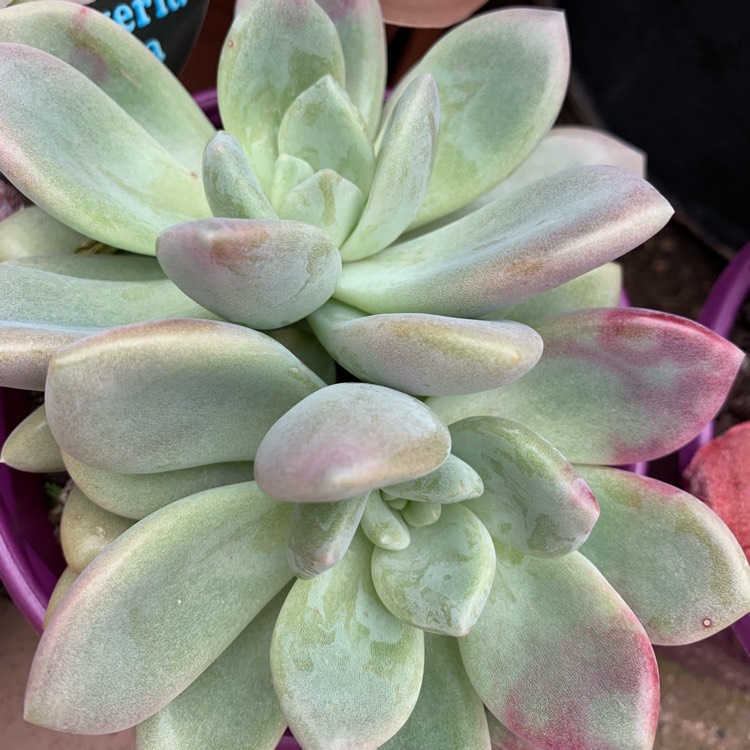 plant image 1147707