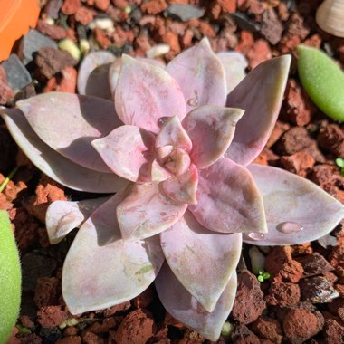 Graptopetalum Superbum