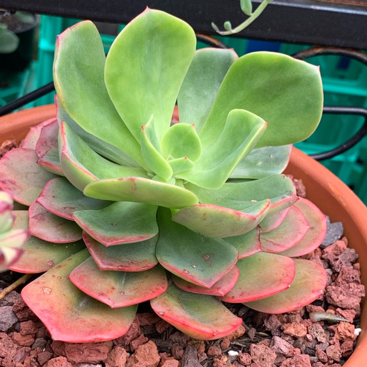 plant image 1148494