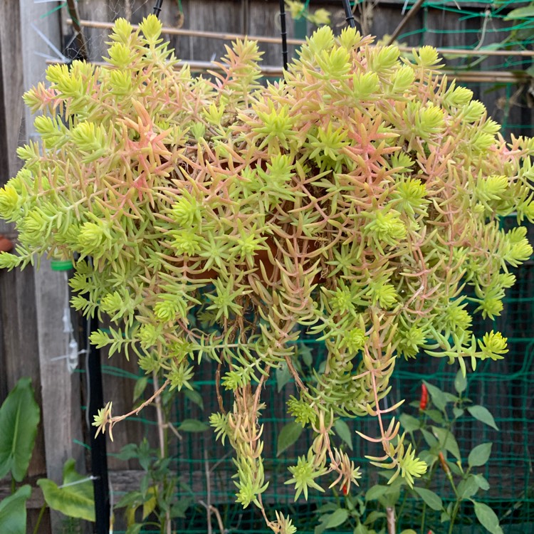 plant image 1149938