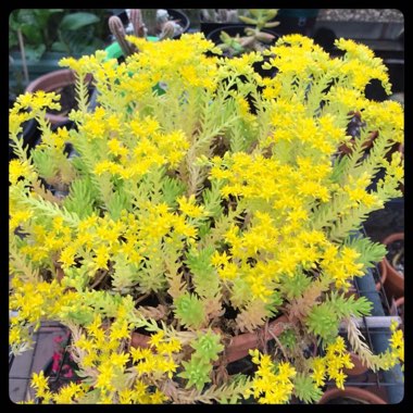 Sedum 'Gold Mound'
