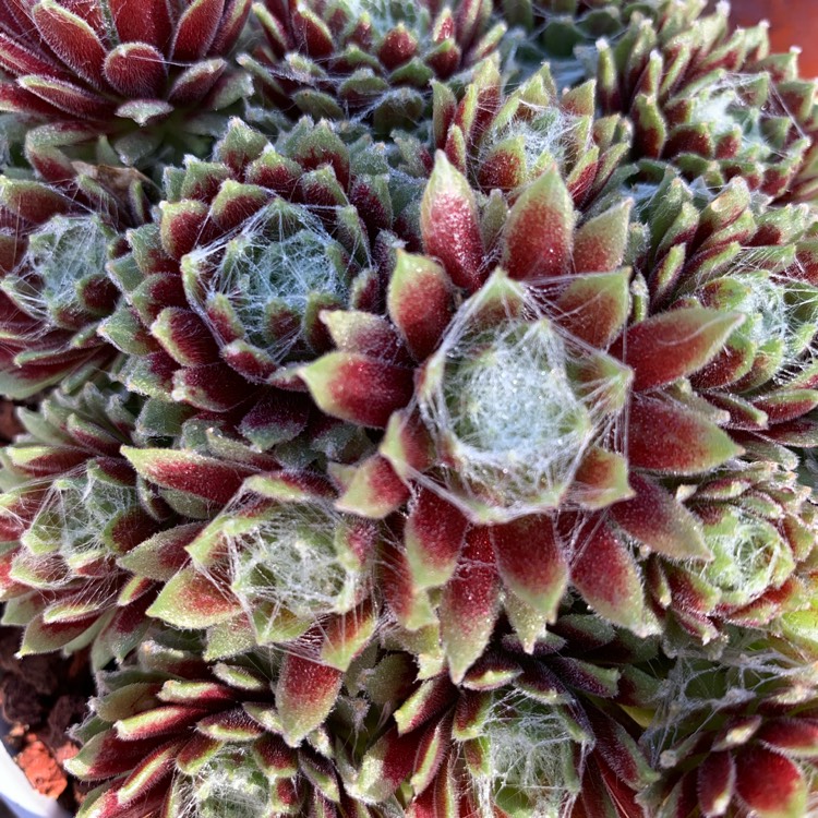 Plant image Sempervivum Arachnoideum Stansfieldii