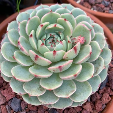 Echeveria Ben Badis