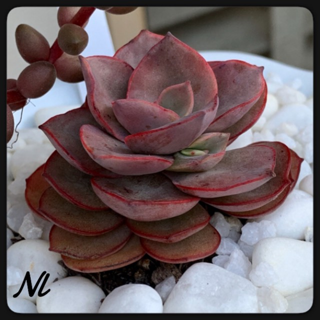 plant image 1155533