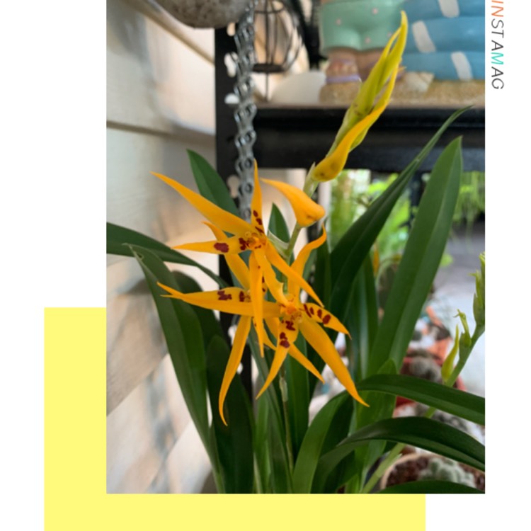 plant image 1157004