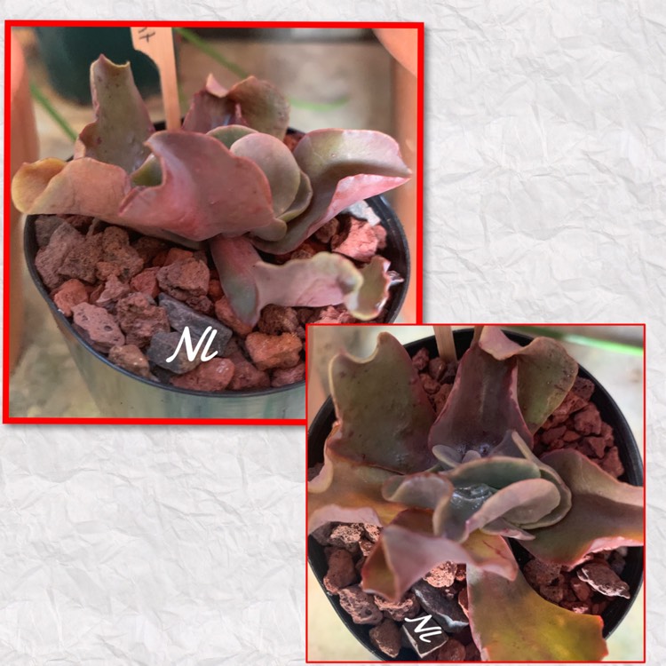 Plant image Echeveria Double Delight
