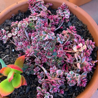 Sedum Spurium Tricolor