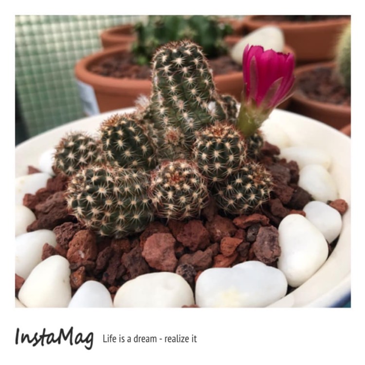 Plant image x Chamaelopsis