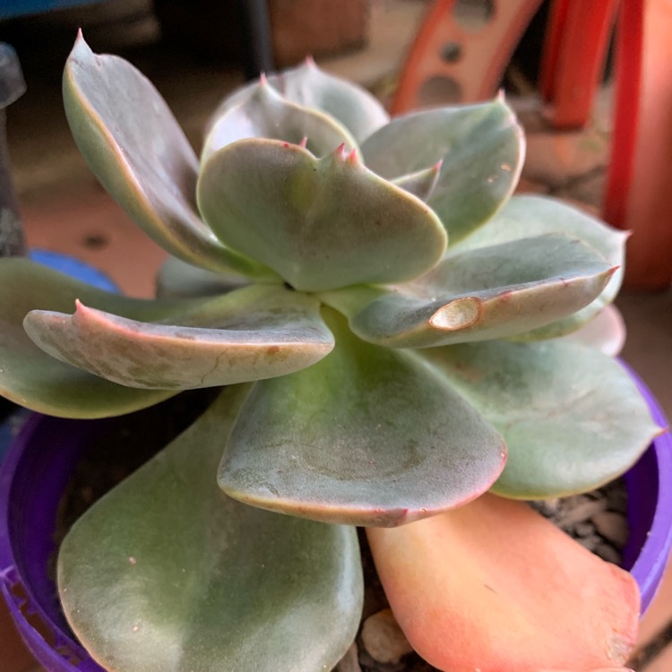 plant image 1160908