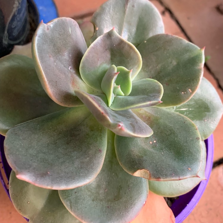 plant image 1160909
