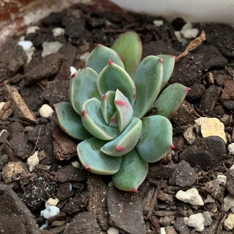 plant image 1160910