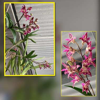 Dendrobium 'Burgundy Cream'
