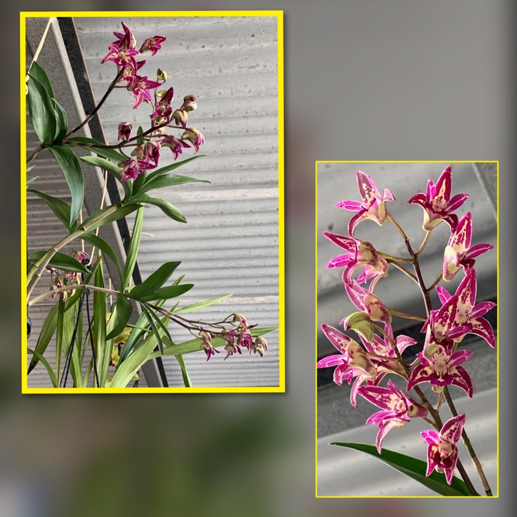 Plant image Dendrobium 'Burgundy Cream'