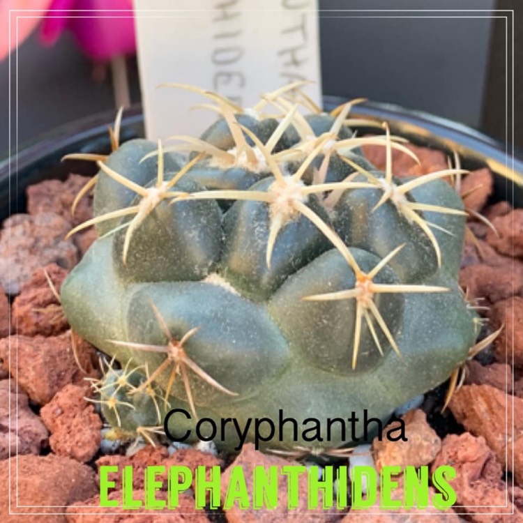 Plant image Coryphantha sulcata syn. Mammillaria sulcata
