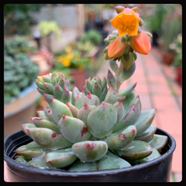 plant image 1172242