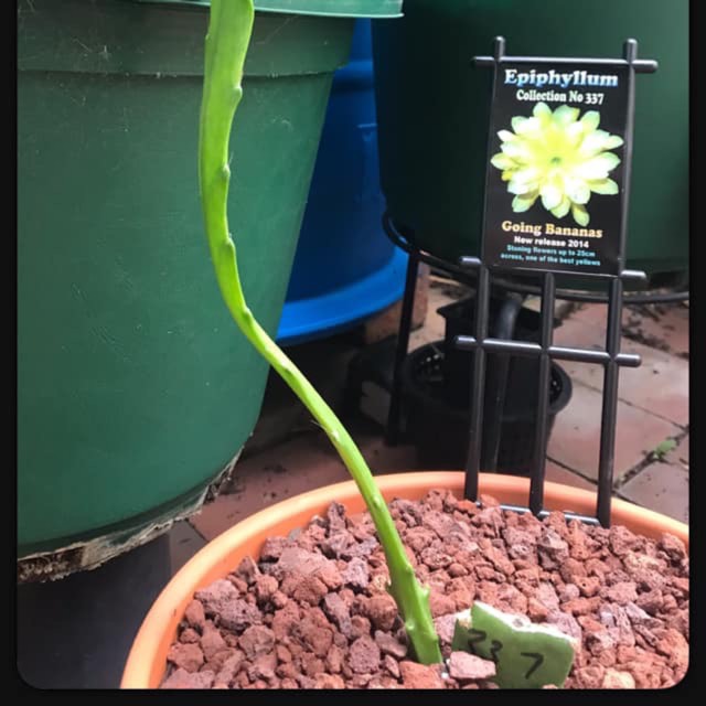 Plant image Epiphyllum 'Going Bananas'