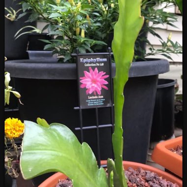 Epiphyllum lucinda ann