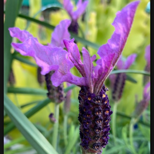 Plant image Lavandula 'Bouquet of Roses'